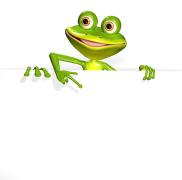 Frog and white background