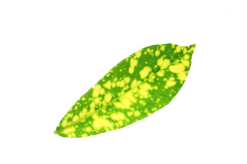 Green leaves yellow spot isolated.