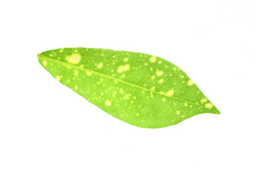 Fototapeta na wymiar Green leaves yellow spot isolated.