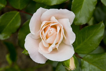 Rose blanche Rose Flower romance