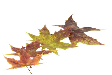 Naklejka premium Autumn leaves
