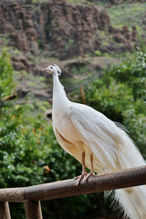 White peacock