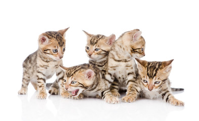 group bengal kittens looking at camera. isolated on white 
