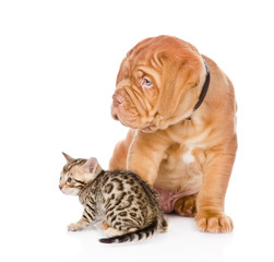 Obraz premium Bordeaux puppy dog and bengal kitten looking away. isolated 