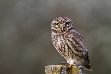 Owl