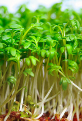 Growing salad mustard cress