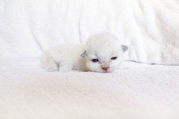 chaton ragdoll nouveau-né douze jours sur couverture polaire