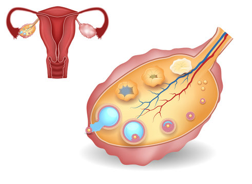 Ovary, detailed follicular development and uterus