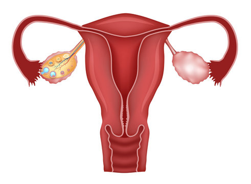 Uterus and follicular development in ovaries, ovulation