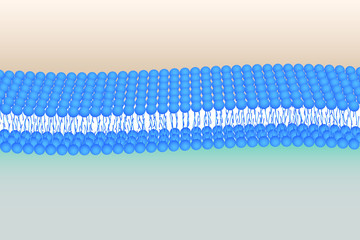 Phosholipid bilayer vector illustration