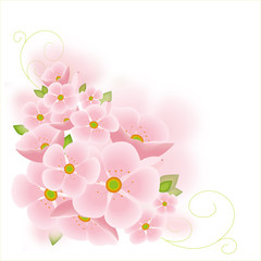 Cherry tree blossoms isolated on pink  background. 