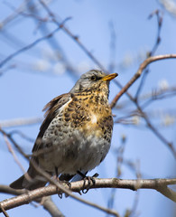 Fieldfare on the branch