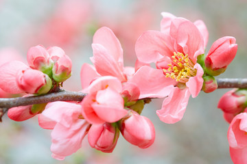 Naklejka na ściany i meble Spring flowers with pink blossom and buds