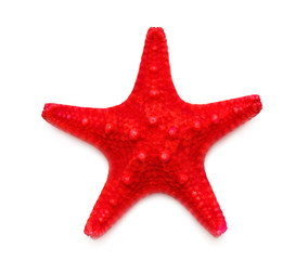 Red sea star