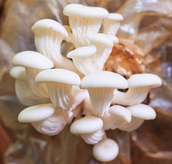 A close up of White Beech mushroom or White Shimeji  Hyps