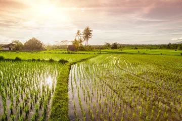 Crédence de cuisine en verre imprimé Indonésie sunset over the rice fields