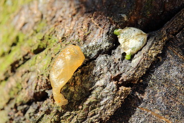 keimende Mistelsaamen auf einem Ast (Viscum album)