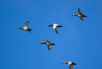 Flying Pochards