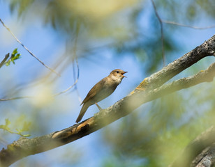 Thrush Nightingale