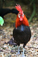 Bantam chicken