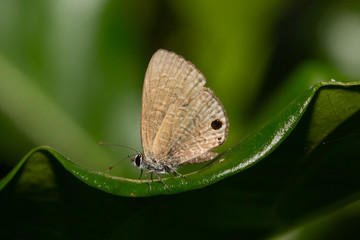 Small butterfly.