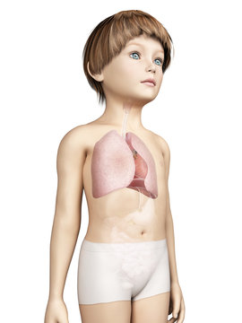 anatomy of a young child - lung