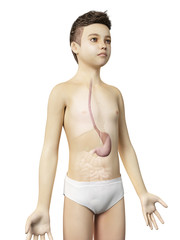 Fototapeta premium anatomy of a young boy - the stomach
