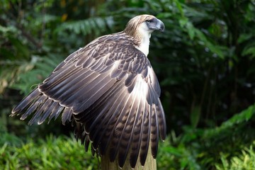 The Filipino eagle
