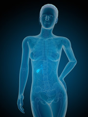 medical illustration of the female gallbladder
