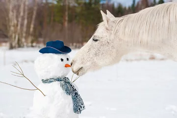 Foto auf Glas Portrait of grey horse with a snowman © Rita Kochmarjova