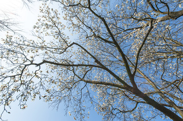 Beautiful magnolia blossoms in spring, profiled on sky