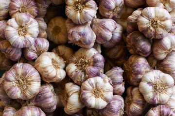 Violet garlic on France market