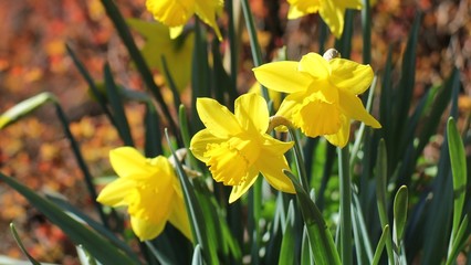Jonquilles © NCAimages