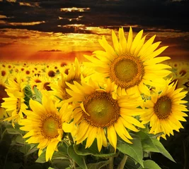 Acrylic prints Sunflower sunflowers on a field and sunset