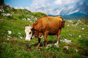 mucca al pascolo