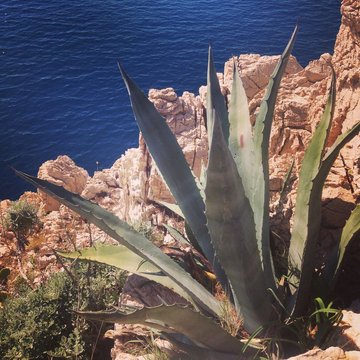 Agava cactus near the sea