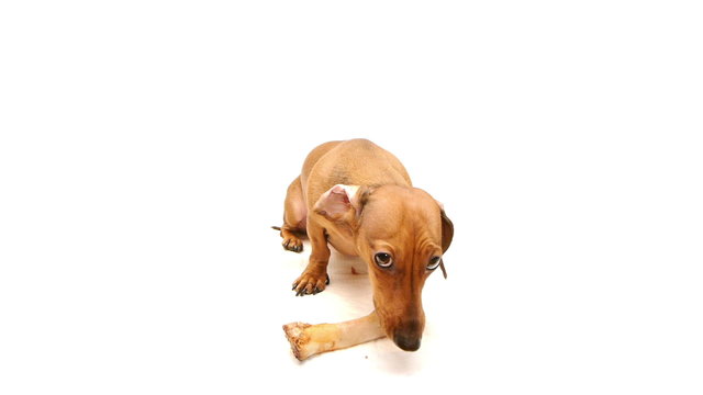 HD - Dog guarding a bone