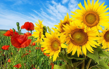 Fototapeta premium sunflowers and poppies