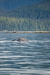 Obraz premium Alaska - Juneau - Whale Watching - Humpback Whale Tail 