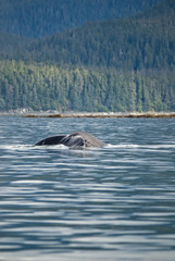 Naklejka premium Alaska - Juneau - Whale Watching - Humpback Whale Tail 
