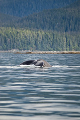 Fototapeta premium Alaska - Juneau - Whale Watching - Humpback Whale Tail 