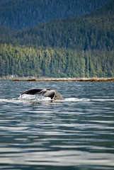 Alaska - Juneau - Whale Watching -  Humpback Whale Tail