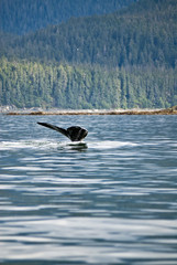 Naklejka premium Alaska - Juneau - Whale Watching - Humpback Whale Tail 