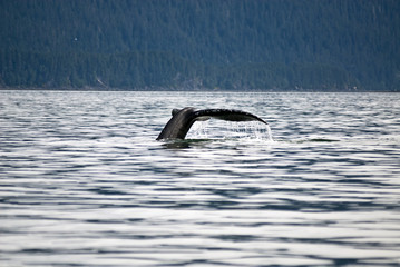 Alaska - Juneau - Whale Watching -  Humpback Whale Tail