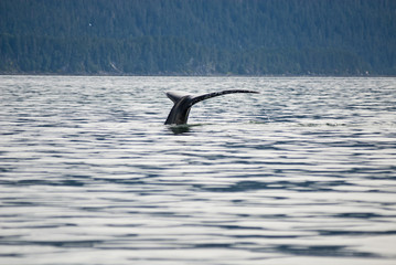 Fototapeta premium Alaska - Juneau - Whale Watching - Humpback Whale Tail 
