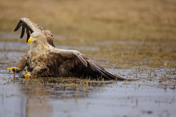 Sea eagle slide