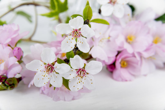 Kirschbl&uuml;tenzweig und Mandelbl&uuml;tenzweig