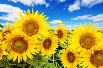 Abwaschbare Fototapete Sonnenblume Sonnenblumenfeld und blauer Himmel mit Wolken