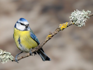 Fototapeta premium mésange bleue