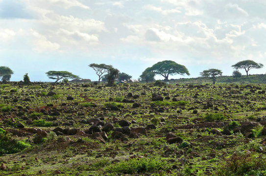 The Kenyan landscape nature. Kenya. Africa.